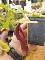 Nepenthes singalana variegated
