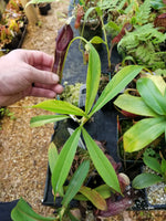 Nepenthes singalana variegated