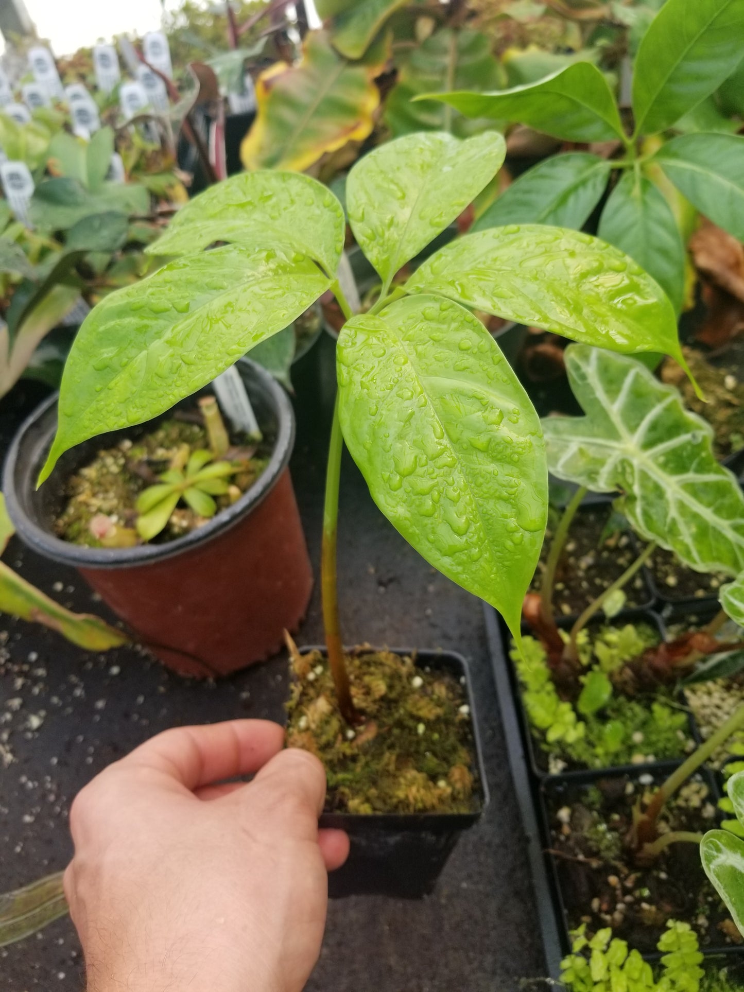 corpse flower seeds for sale Amorphophallus titanum, Corpse Flower, Corpse Plant – Carnivero