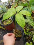 Amorphophallus titanum, Corpse Flower, Corpse Plant