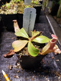 Nepenthes veitchii (#5 x "Pink Candy Cane"), CAR-0102