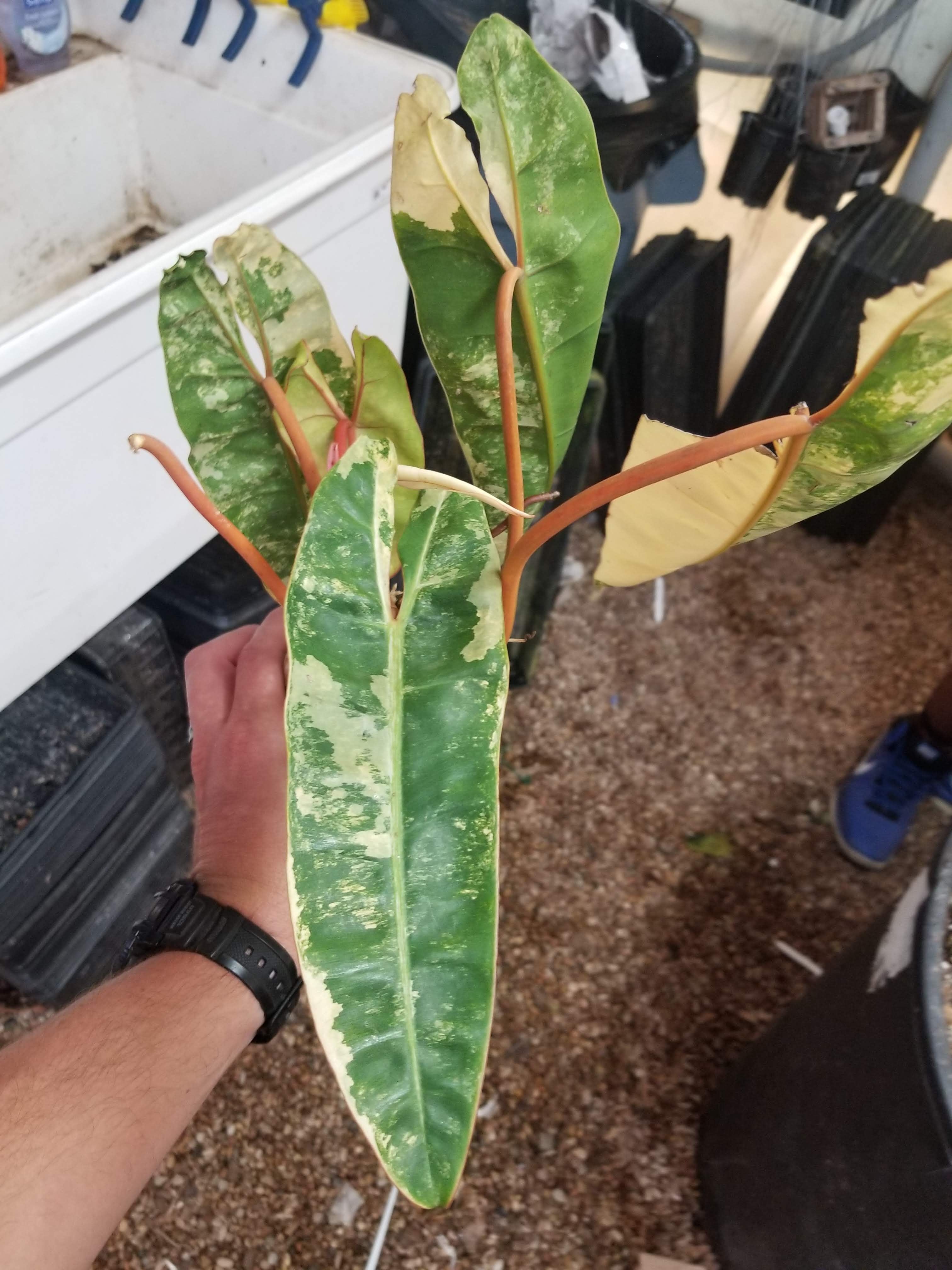 Philodendron billietiae variegated – Carnivero