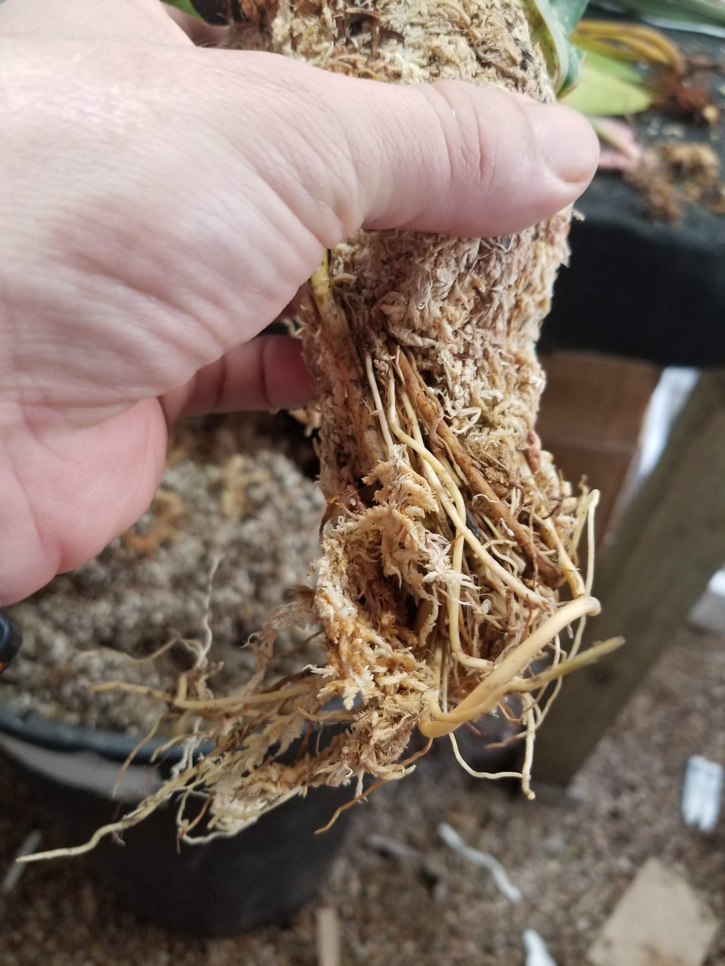 philodendron billietiae soil Philodendron billietiae variegated – Carnivero