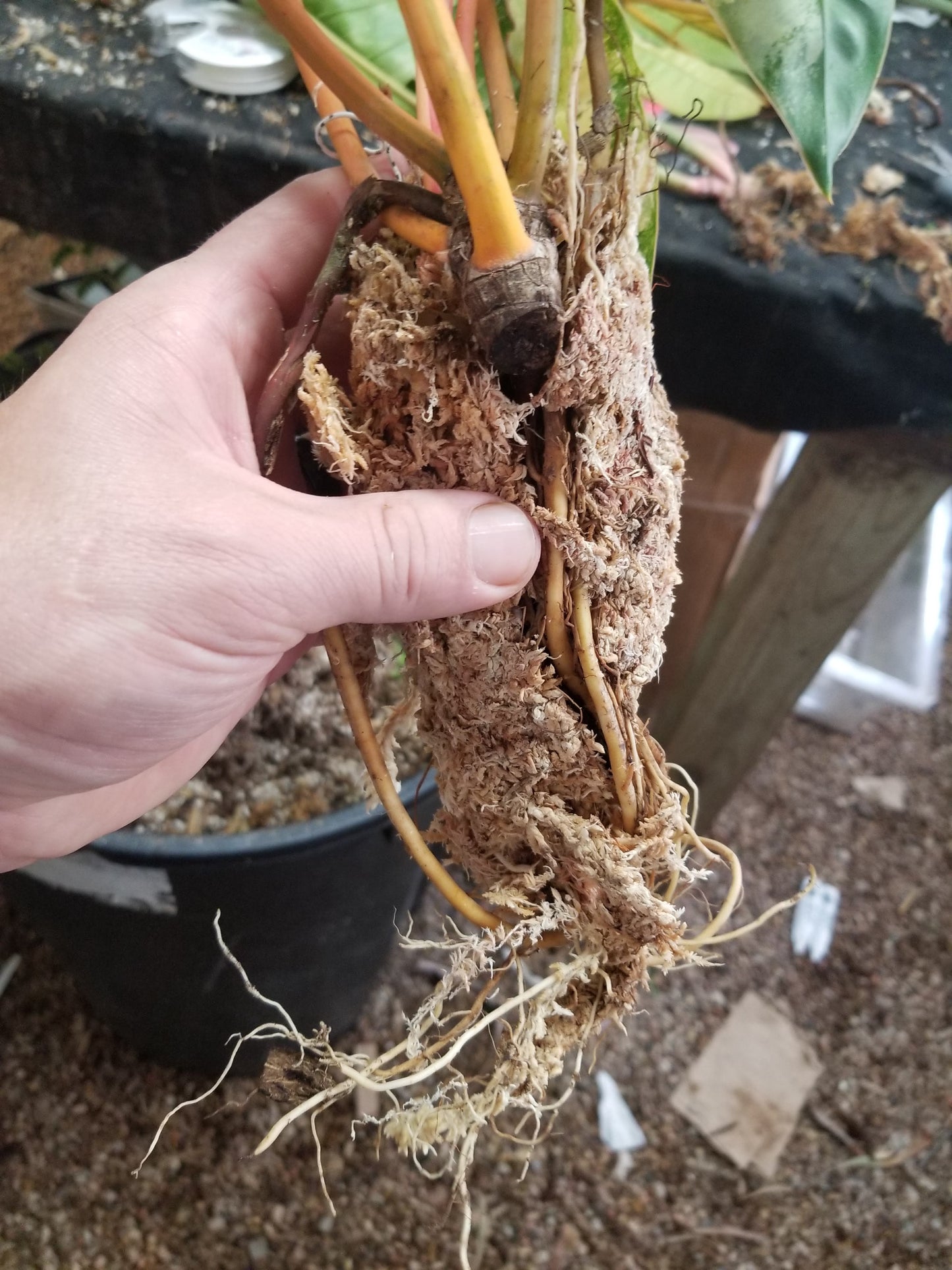 philodendron billietiae soil Philodendron billietiae variegated – Carnivero