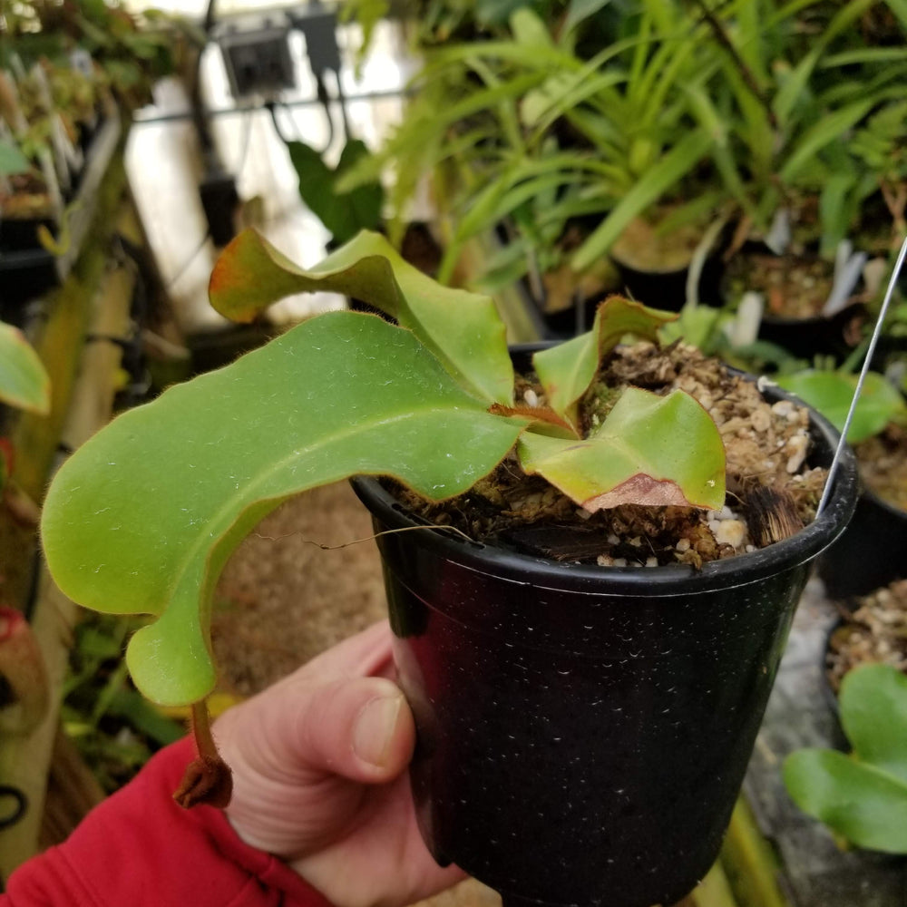 
                      
                        Nepenthes veitchii "Orange"
                      
                    