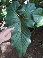 Anthurium brownii