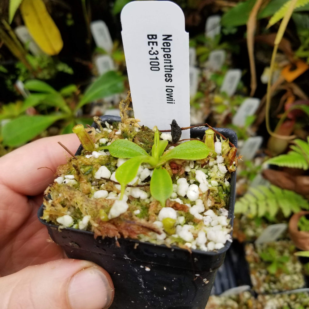 
                      
                        Nepenthes lowii, BE-3100
                      
                    