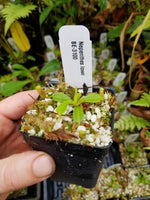 Nepenthes lowii, BE-3100