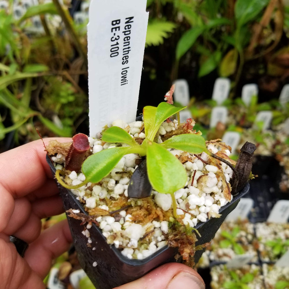 
                      
                        Nepenthes lowii, BE-3100
                      
                    