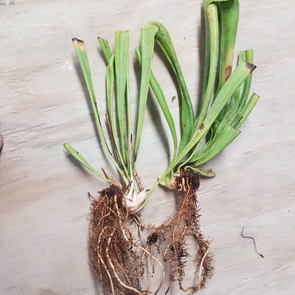 
                      
                        Sarracenia minor var. minor f. viridescens
                      
                    