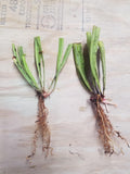 Sarracenia minor var. okeefenokensis