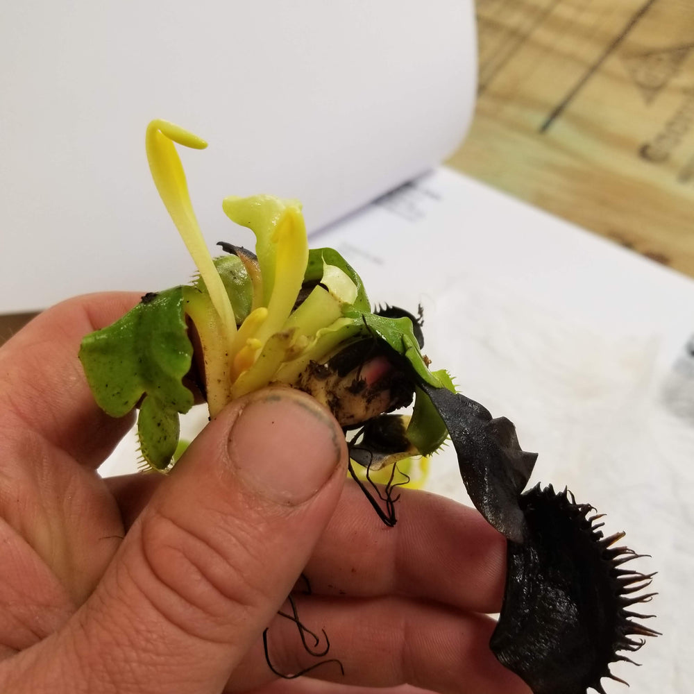 
                      
                        Venus Flytrap - Dionaea muscipula Bimbo
                      
                    