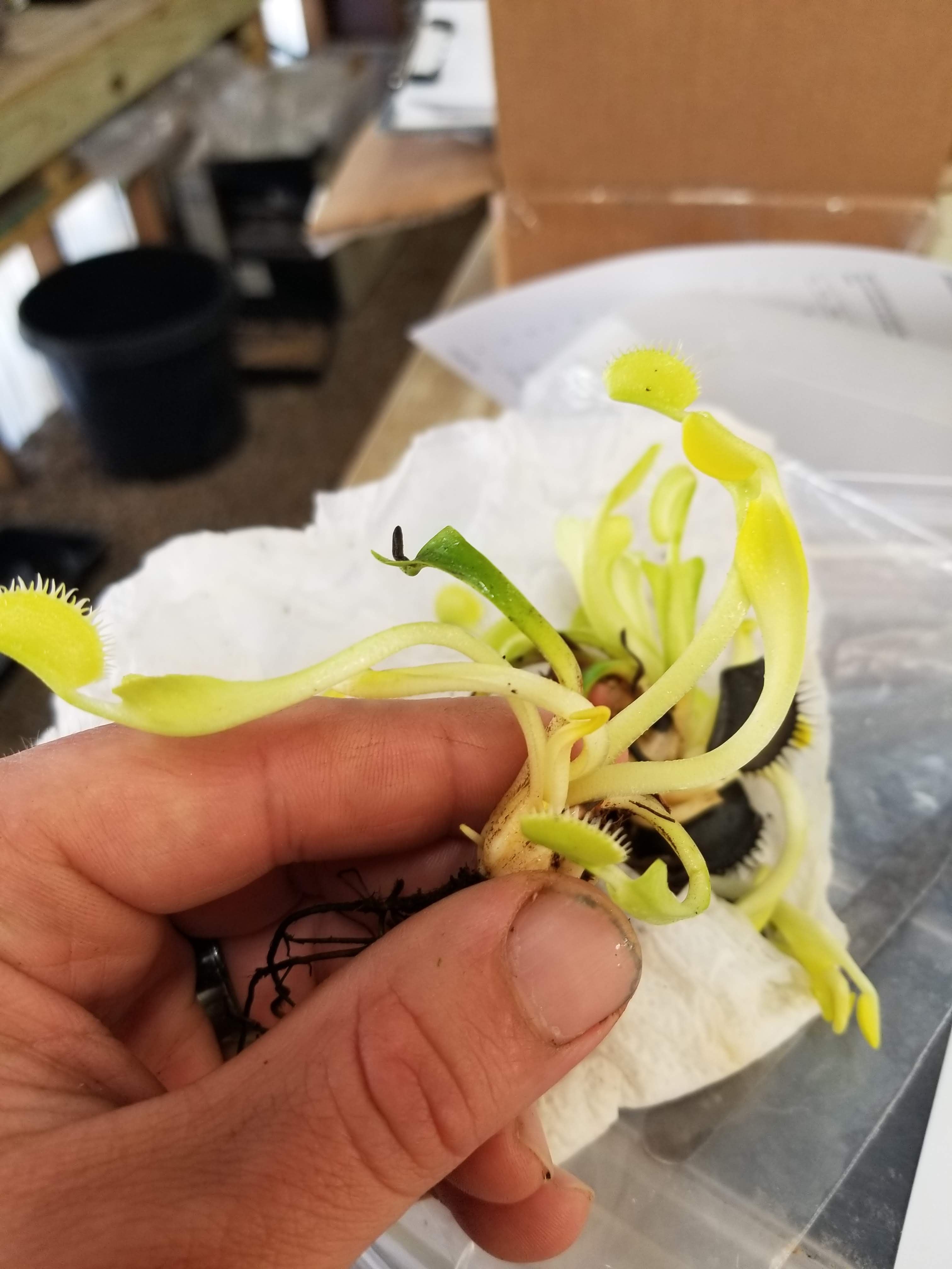 Venus Flytrap- Dionaea muscipula 'DCXL' – Carnivero