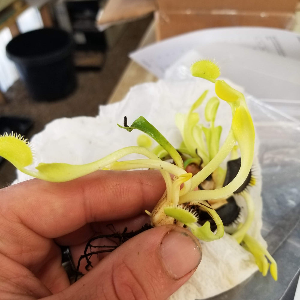
                      
                        Venus Flytrap- Dionaea muscipula 'DCXL'
                      
                    