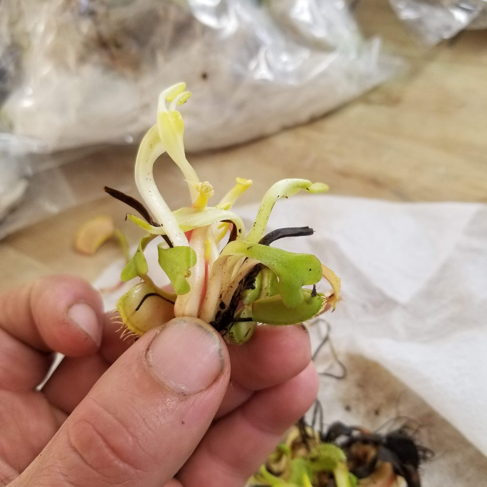 
                      
                        Venus Flytrap- Dionaea muscipula 'Dingley Giant'
                      
                    