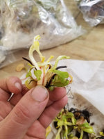 Venus Flytrap- Dionaea muscipula 'Dingley Giant'