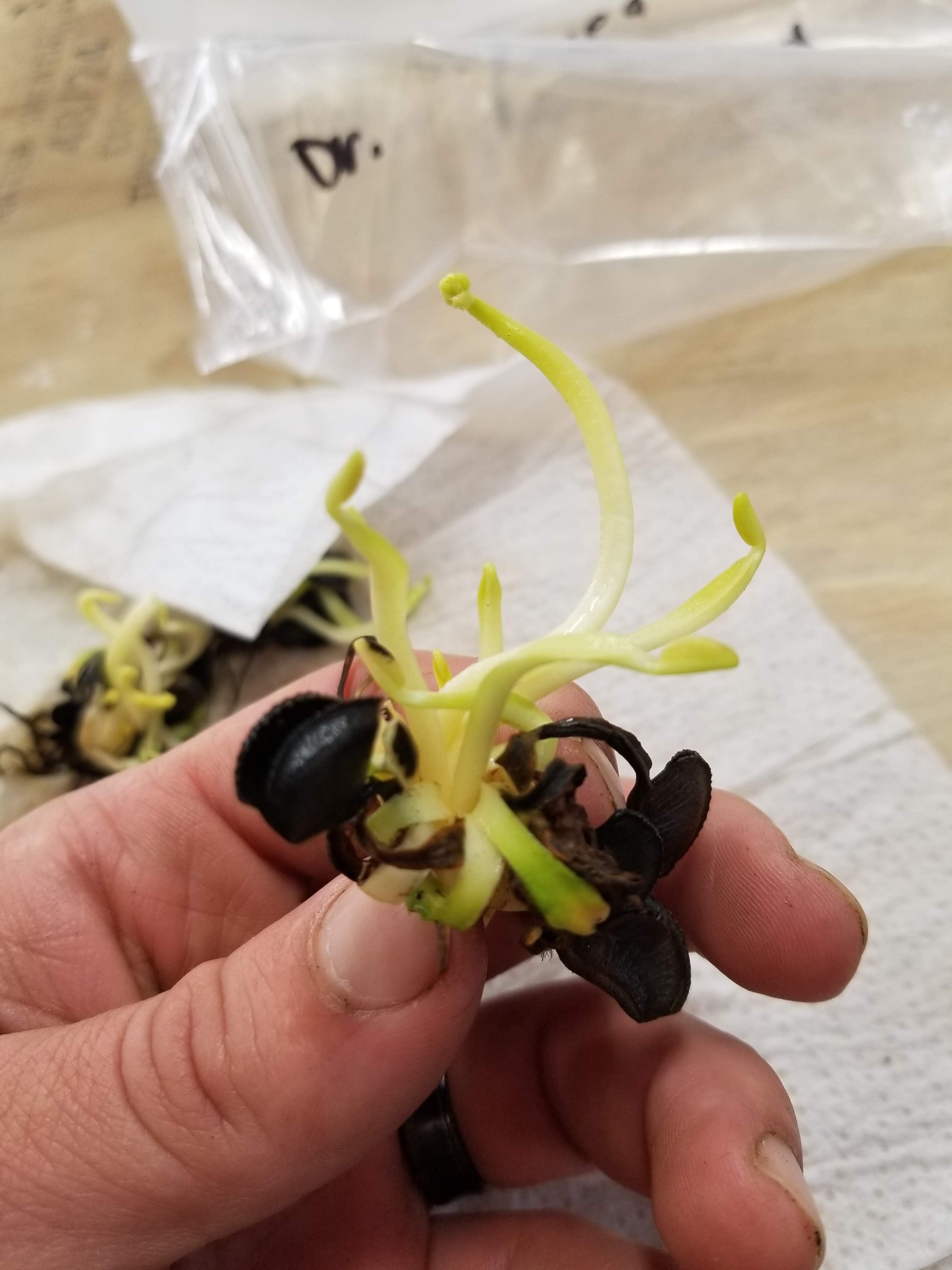 Venus Flytrap- Dionaea muscipula 'Green Wizard' – Carnivero