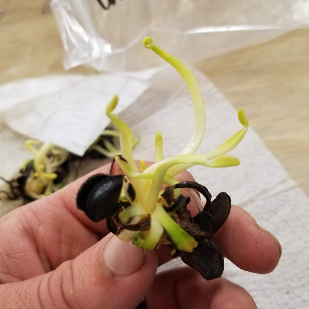 
                      
                        Venus Flytrap- Dionaea muscipula 'Green Wizard'
                      
                    