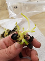 Dionaea muscipula 'Green Wizard'