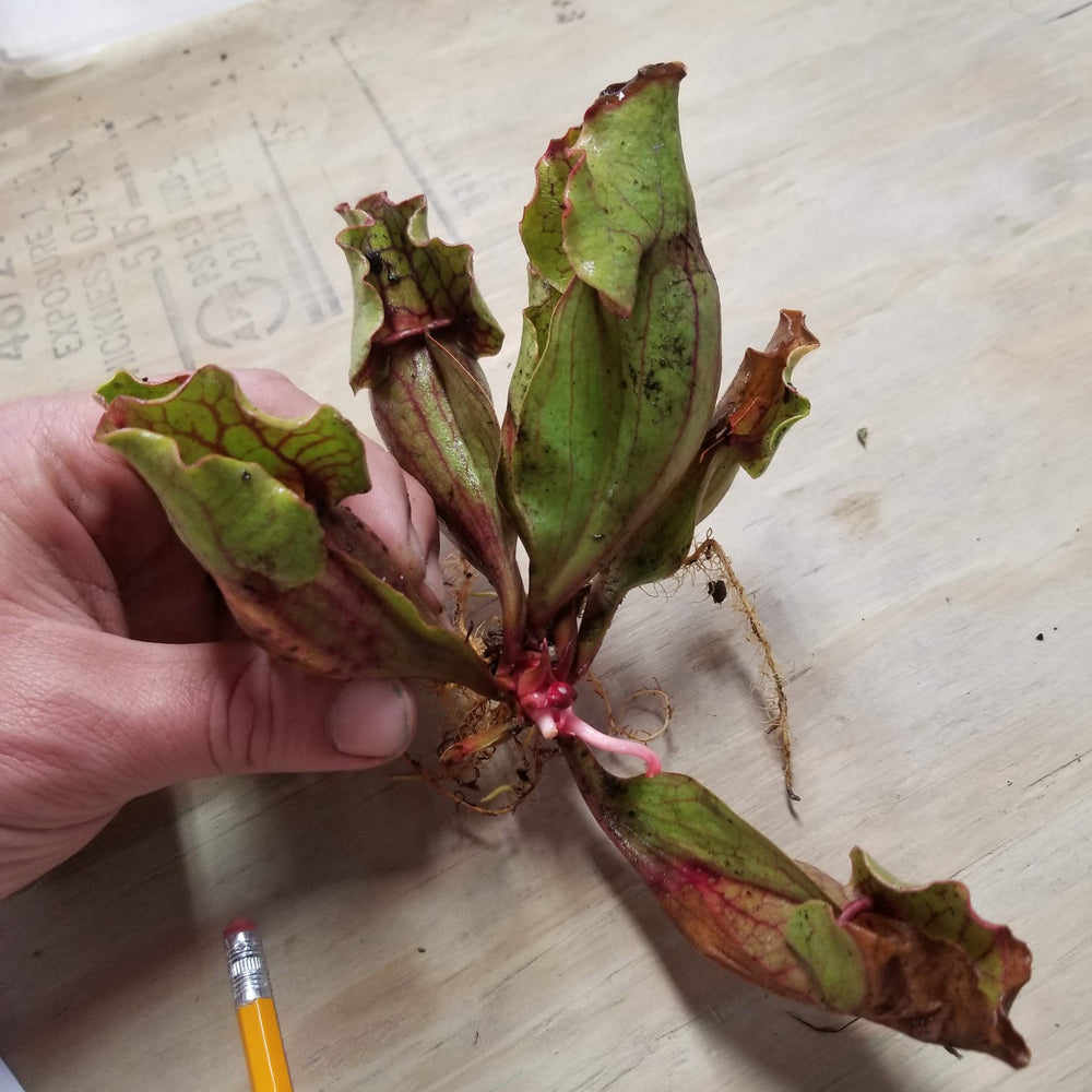 
                      
                        Sarracenia purpurea ssp. venosa, Reedy Creek
                      
                    
