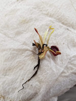 Dionaea muscipula "Wine Mouth"
