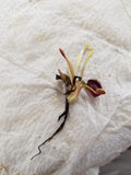 Venus Flytrap- Dionaea muscipula "Wine Mouth"