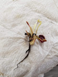 Dionaea muscipula "Wine Mouth"