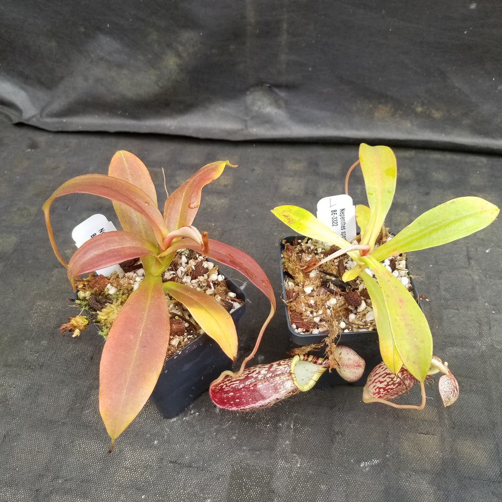 
                      
                        Nepenthes spectabilis, BE-3322
                      
                    