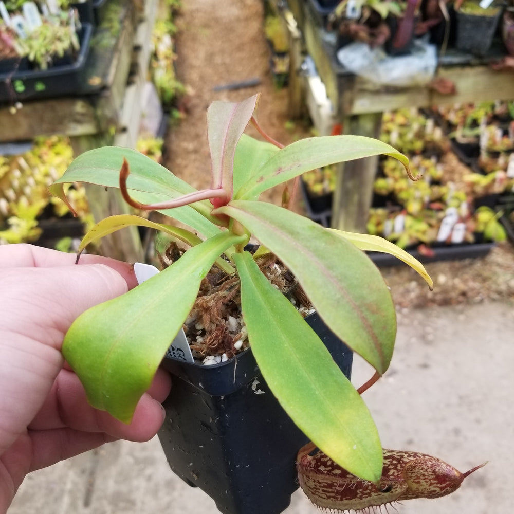 
                      
                        Nepenthes spectabilis, BE-3322
                      
                    