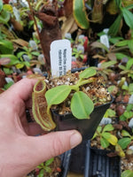 Nepenthes platychila x robcantleyi, BE-3946