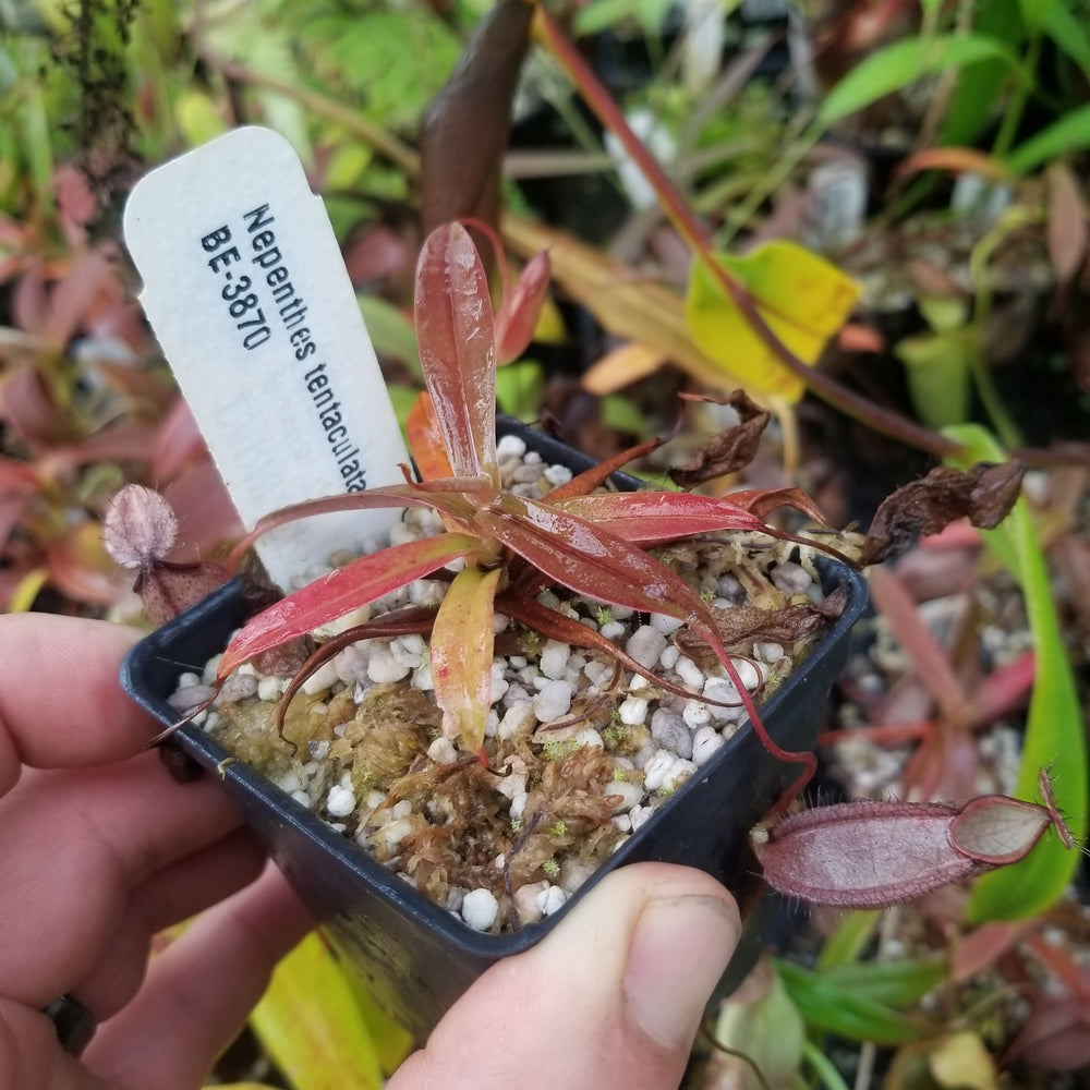 
                      
                        Nepenthes tentaculata, BE-3870
                      
                    