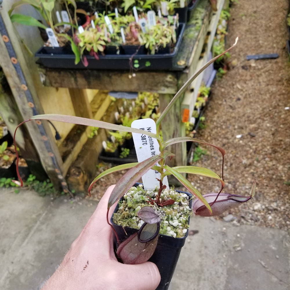 
                      
                        Nepenthes tentaculata, BE-3870
                      
                    