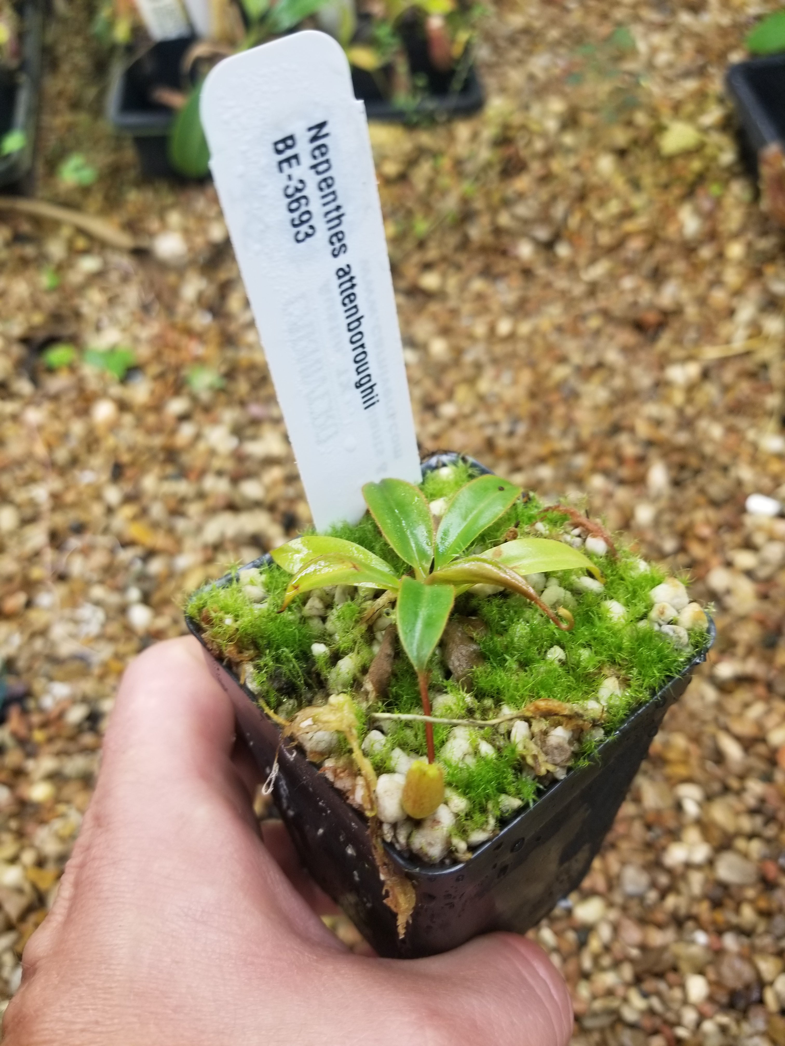 Nepenthes attenboroughii, BE-3693 – Carnivero