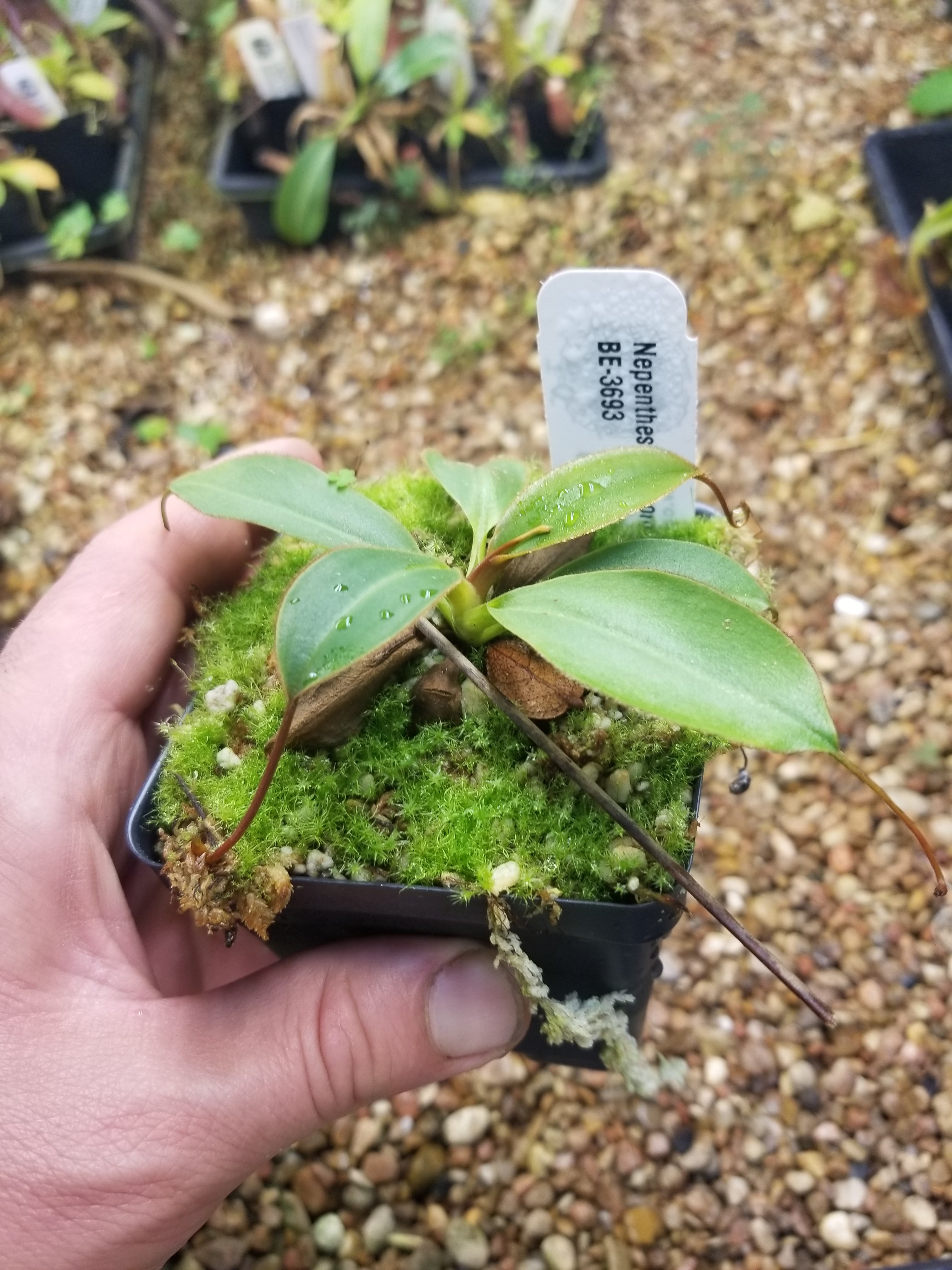 Nepenthes attenboroughii, BE-3693 – Carnivero