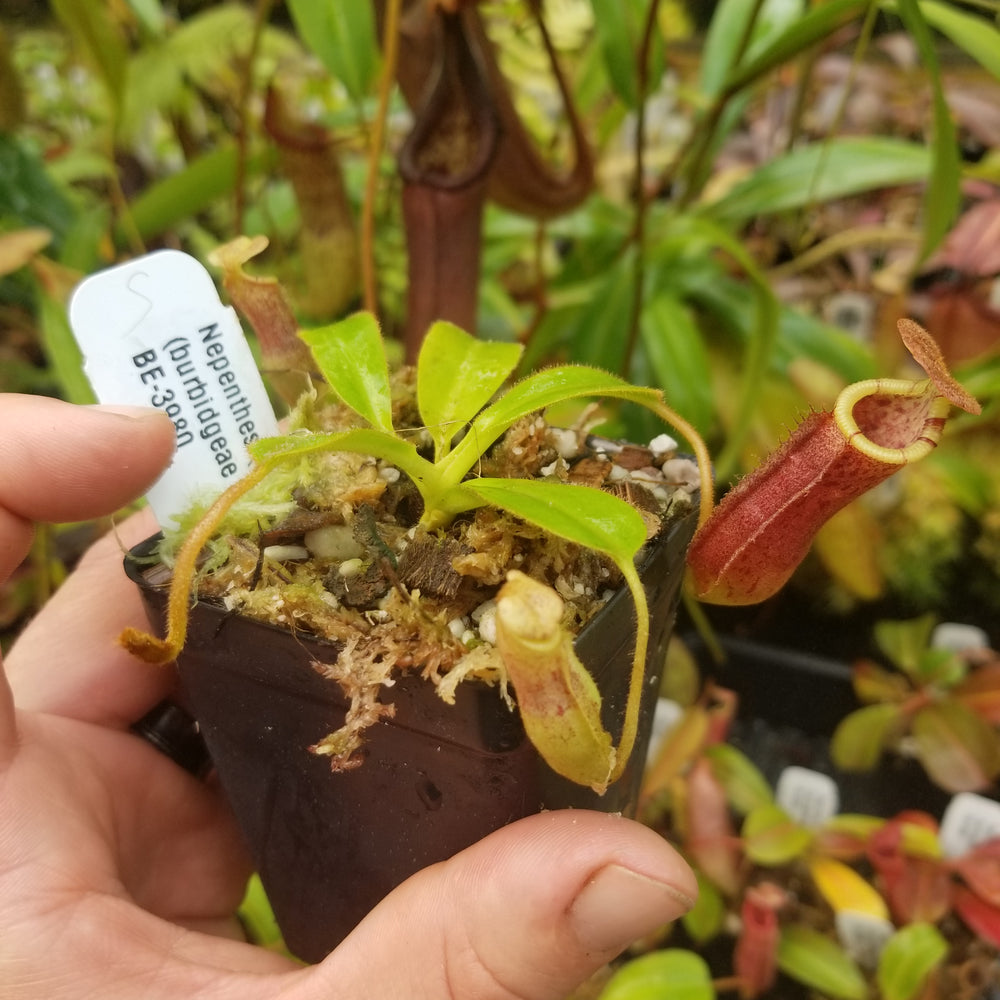 
                      
                        Nepenthes (veitchii x lowii) x (burbidgeae x edwardsiana)
                      
                    