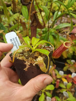 Nepenthes (veitchii x lowii) x (burbidgeae x edwardsiana)