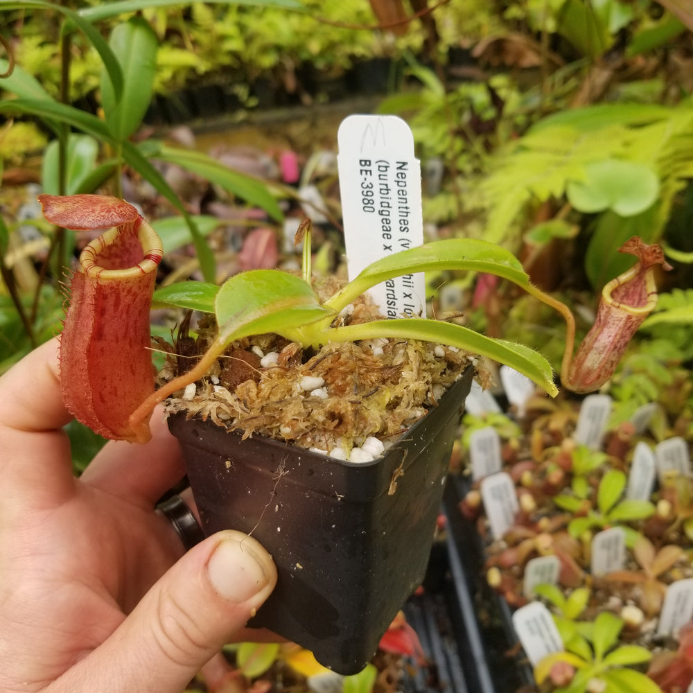 
                      
                        Nepenthes (veitchii x lowii) x (burbidgeae x edwardsiana)
                      
                    