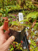 Nepenthes (veitchii x lowii) x (burbidgeae x edwardsiana)