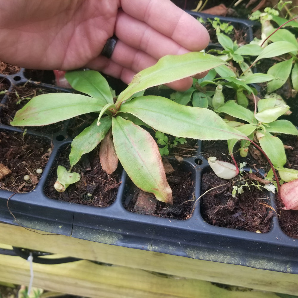 
                      
                        Nepenthes mirabilis var. globosa, BE-3928
                      
                    