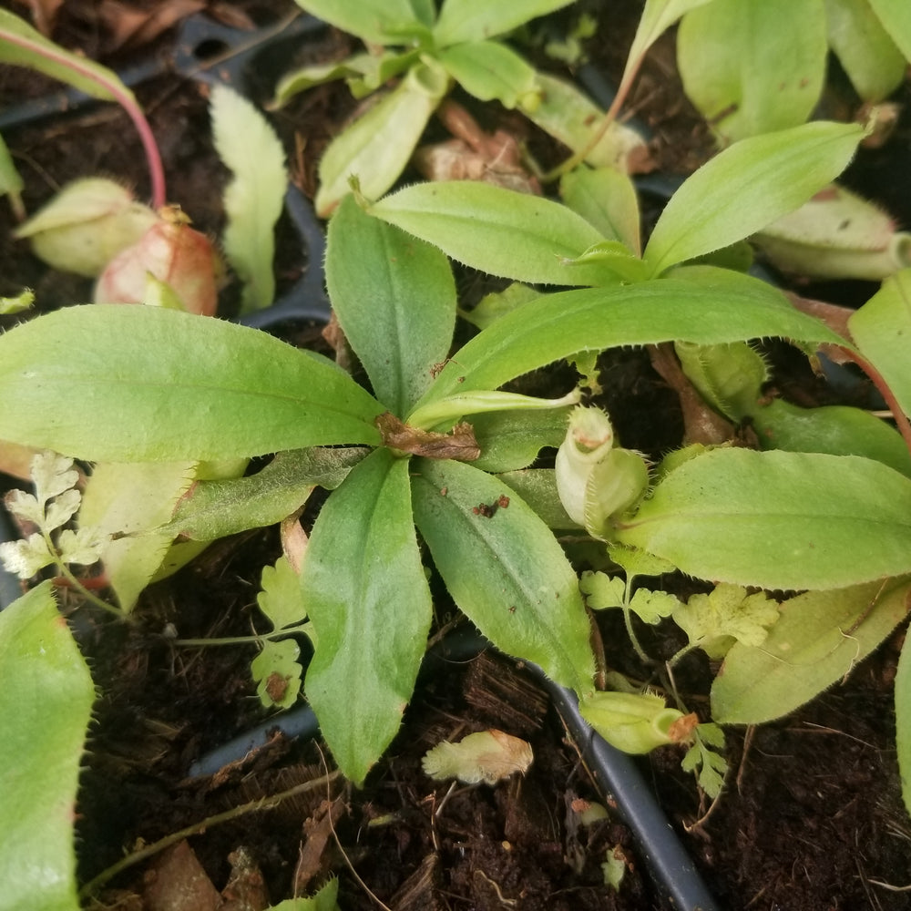 
                      
                        Nepenthes mirabilis var. globosa, BE-3928
                      
                    