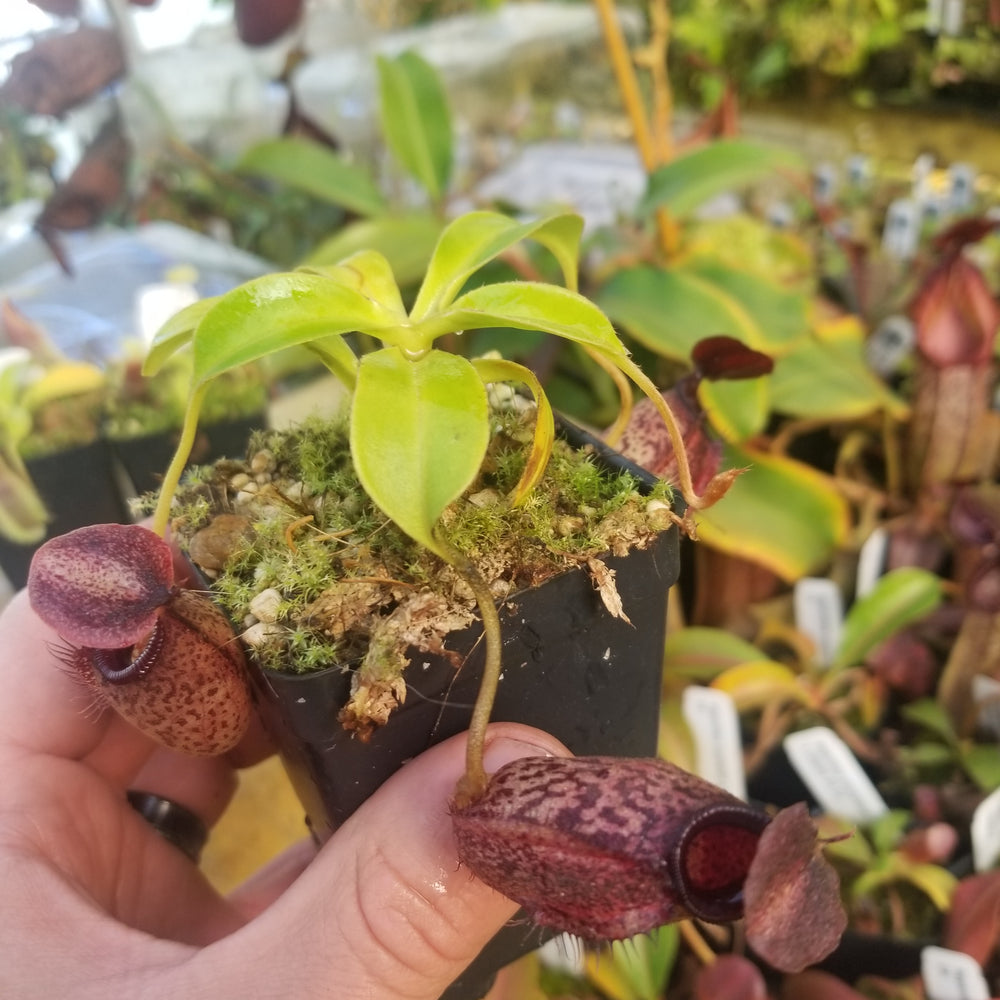 
                      
                        Nepenthes aristolochioides x robcantleyi
                      
                    