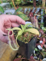 Nepenthes spathulata, BE-3175, pitcher plant, carnivorous plant, collectors plant, large pitchers, rare plants