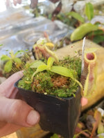 Nepenthes spathulata, BE-3175, pitcher plant, carnivorous plant, collectors plant, large pitchers, rare plants