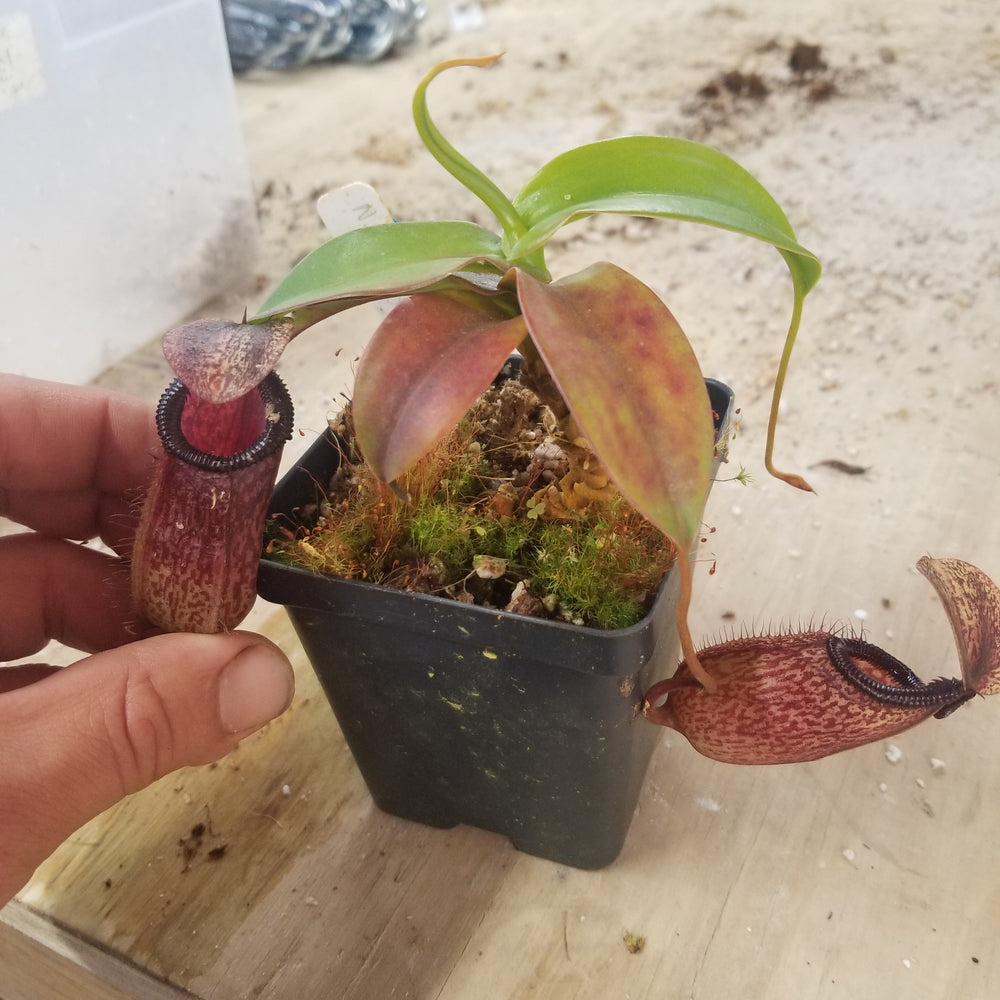 
                      
                        Nepenthes sibuyanensis x hamata, BE-3562
                      
                    