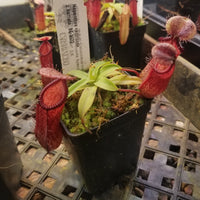 Nepenthes ventricosa x hamata