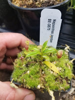 Nepenthes jamban