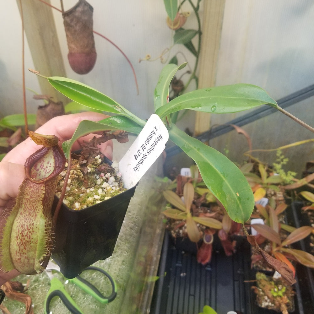 
                      
                        Nepenthes spathulata x hamata, BE-3712
                      
                    