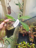 Nepenthes spathulata x hamata, BE-3712