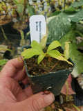 Nepenthes bicalcarata, Sri Aman