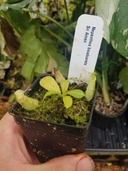 Nepenthes bicalcarata, Sri Aman